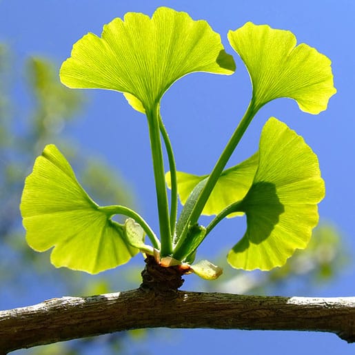 ginkgo biloba thinkstockphotos 146806903 square