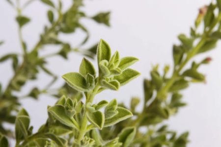 اسانس مرزه خوزستانی